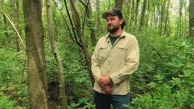 Using wasps to fight emerald ash borer