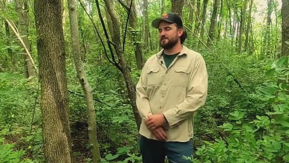 Using wasps to fight emerald ash borer