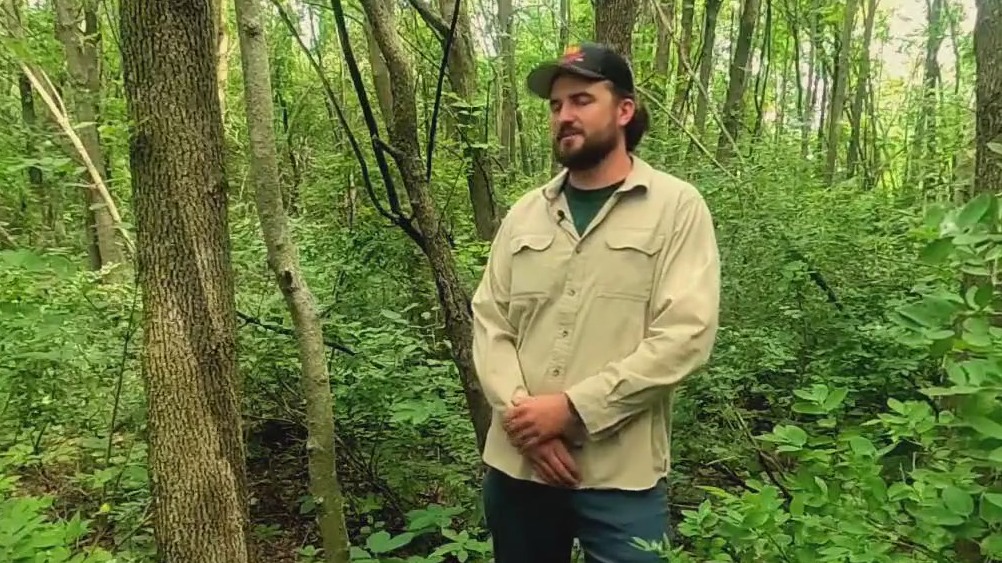 Using wasps to fight emerald ash borer