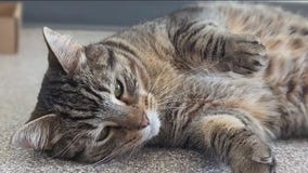 Cat of the Weekend: Nala at WCRAS