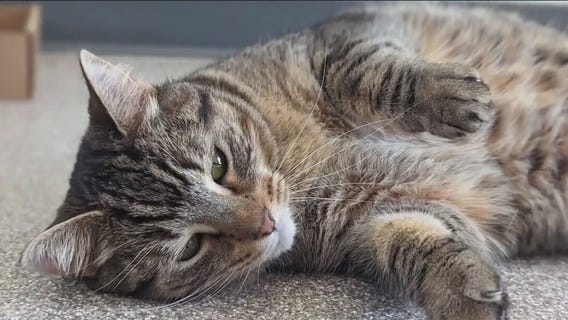 Cat of the Weekend: Nala at WCRAS