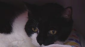 Pet of the Weekend: Meet Doc Hudson and Morticia!