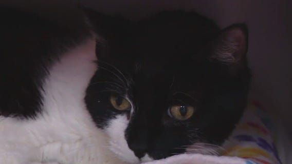 Pet of the Weekend: Meet Doc Hudson and Morticia!