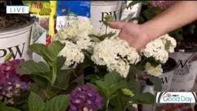 Hydrangeas summer blooms