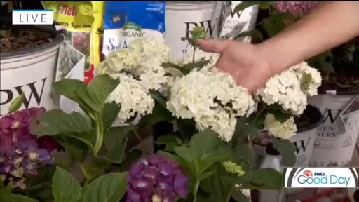 Hydrangeas summer blooms