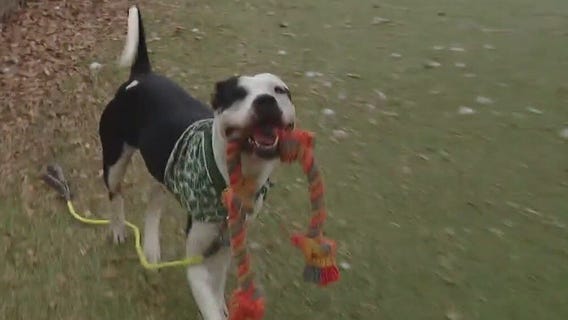Pet of the Weekend: Lois from Austin Animal Center