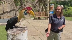 World of Birds show at Minnesota Zoo