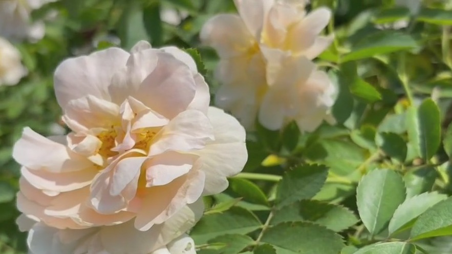 Walking around the Lyndale Park Rose Garden