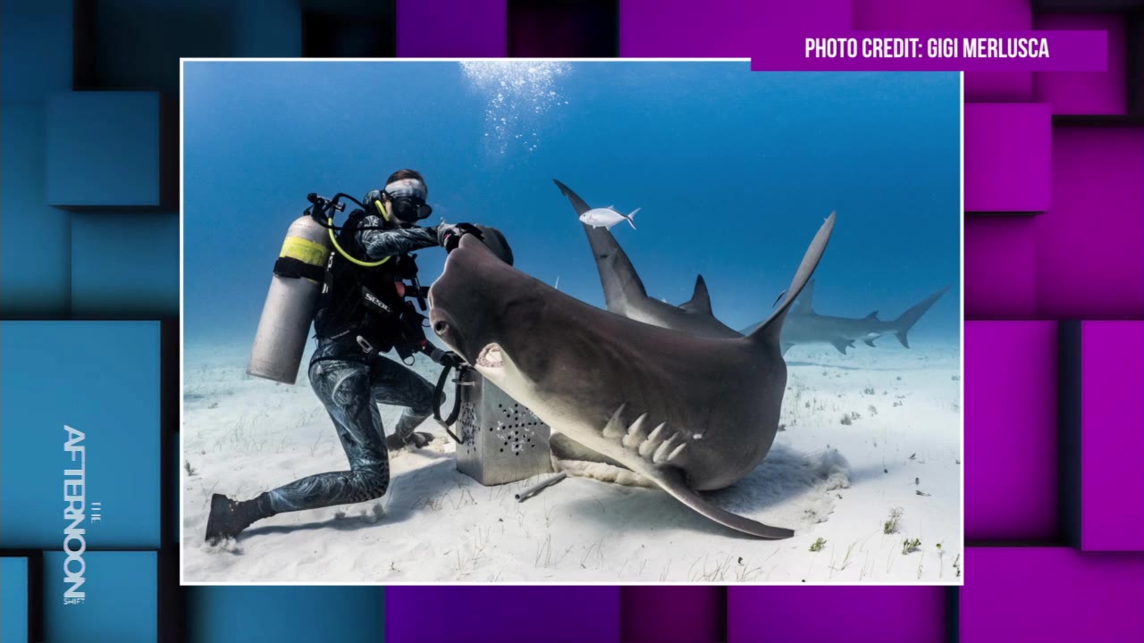 Dancing with Apex Predators