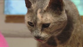 Cat of the Weekend: Sara at Texas Humane Heroes