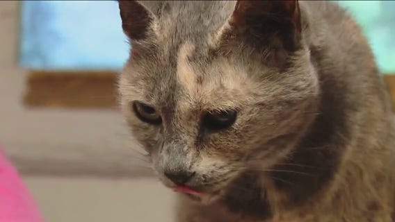 Cat of the Weekend: Sara at Texas Humane Heroes