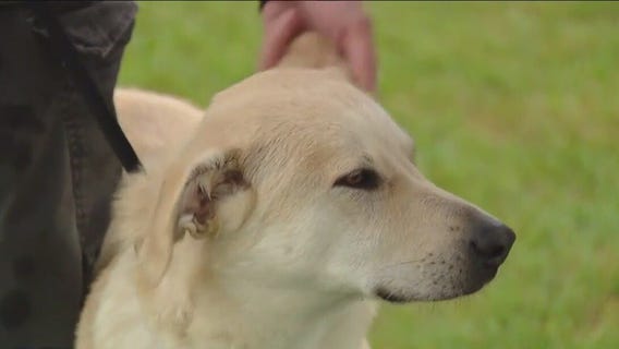 Dog of the Weekend: Stetson at Texas Humane Heroes