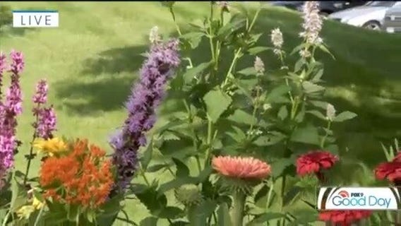 Summer pollinator plants