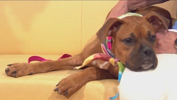 Pet of the Week: Katona from Austin Boxer Rescue