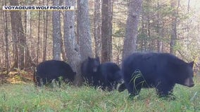 Voyageurs Wolf Project camera shows MN wildlife