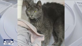 Pet of the Weekend: Tasha