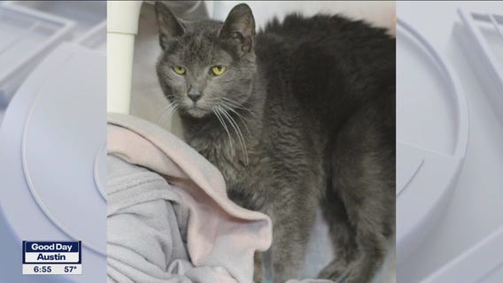 Pet of the Weekend: Tasha