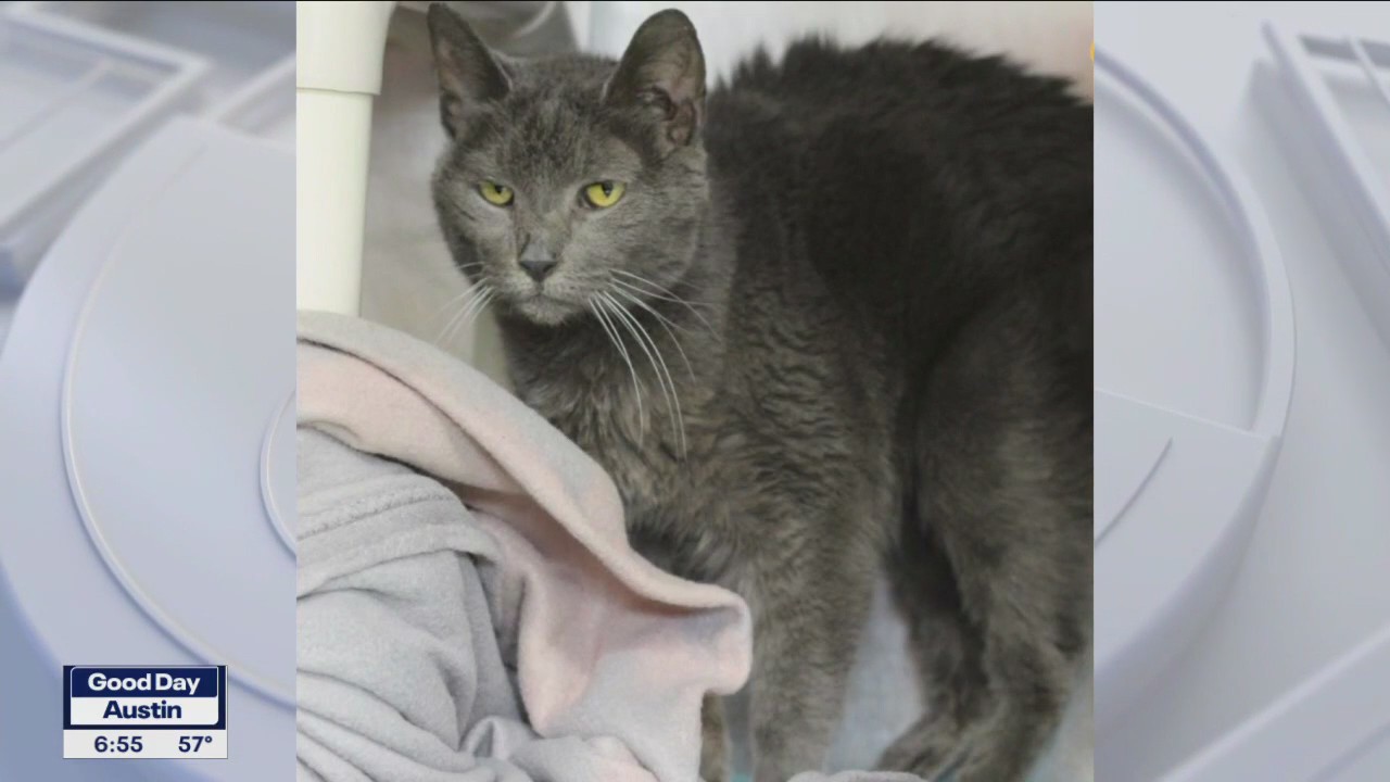 Pet of the Weekend: Tasha