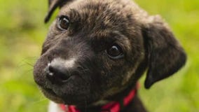 Pet of the Week: Peanut from PAWS