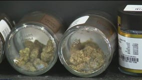 Government dealer? Minnesota cities line up to retail cannabis