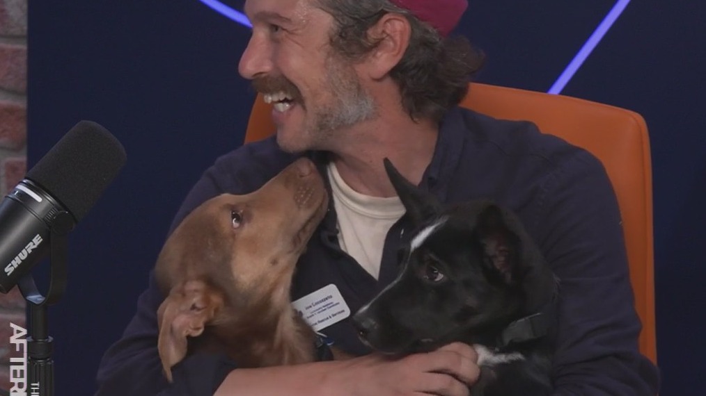 Free puppies...and how to save them