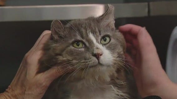 Pet of the Weekend: Meet Nom Nom!