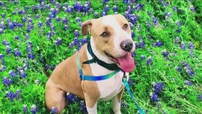 Pet of the Weekend: Meet Charming!