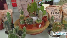 Make your own at-home cactus garden