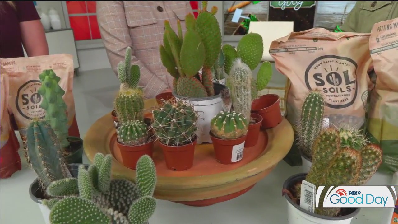 Make your own at-home cactus garden