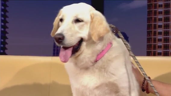 Pet of the Week: Cypress from P.A.W.S