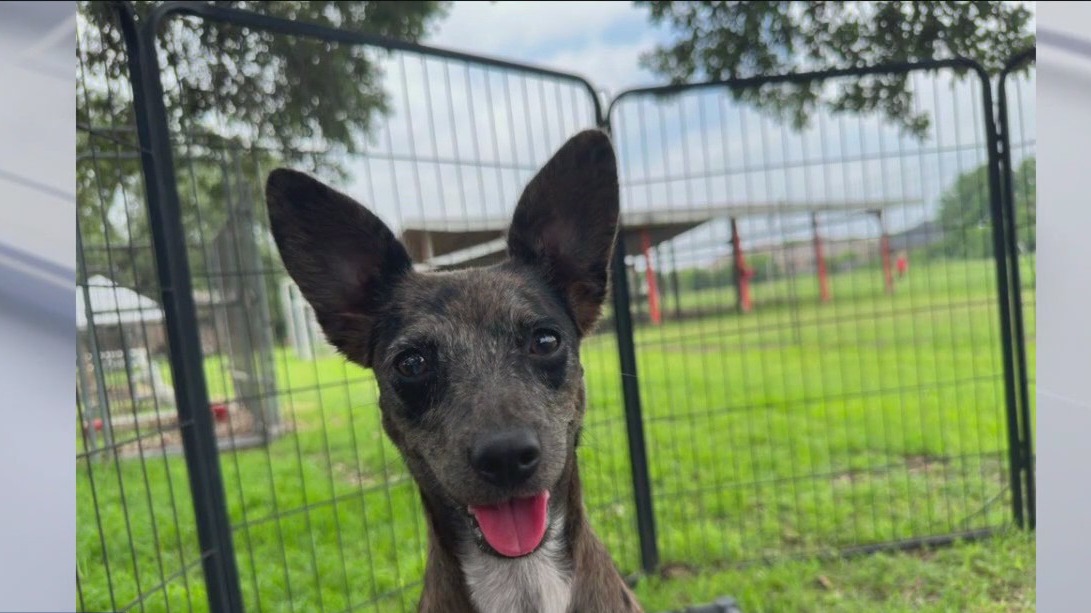 Pet of the Weekend: Meet Fancy!