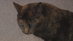 Pet of the Weekend: Meet Bonita!