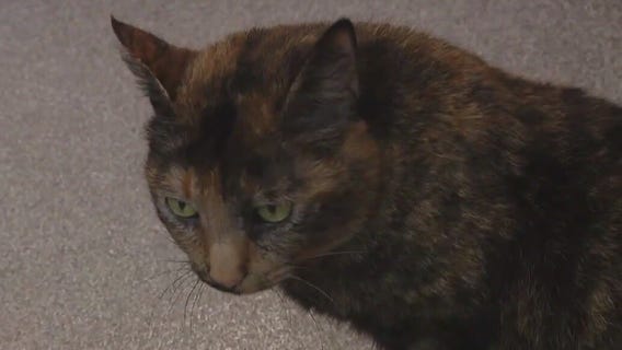 Pet of the Weekend: Meet Bonita!