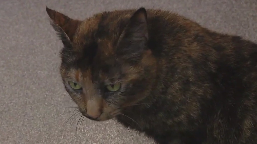 Pet of the Weekend: Meet Bonita!