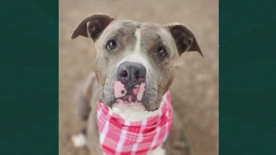 Pet of the Week: Solterra from Austin Pets Alive!