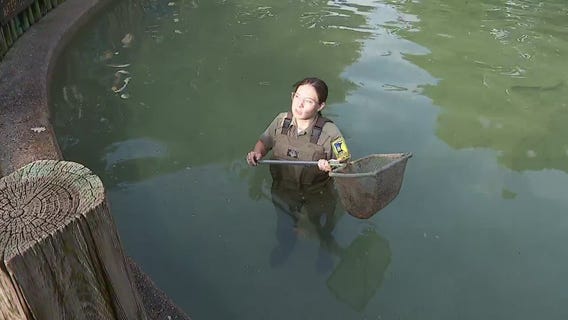 MN State Fair: Stocking the fish pond [FULL]