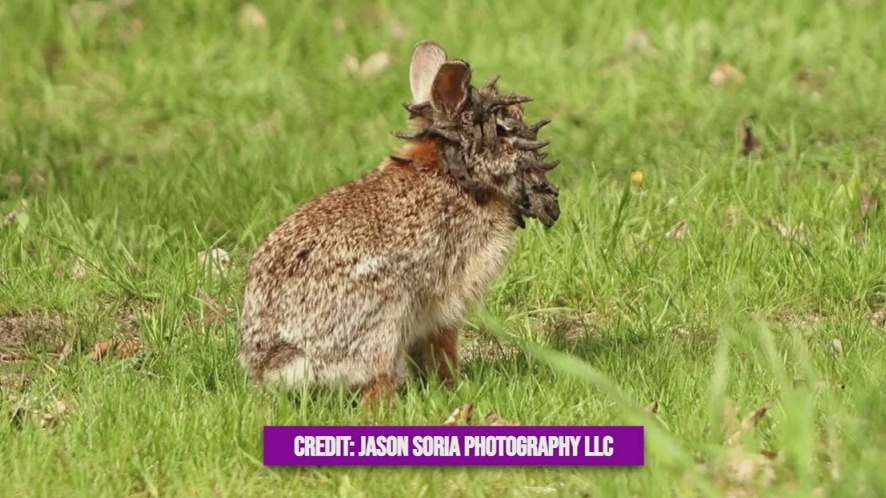 Frankenstein zombie rabbits