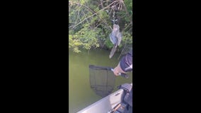 Blue heron rescued from tangled fishing line in Columbia Heights