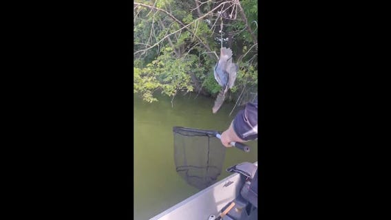 Blue heron rescued from tangled fishing line in Columbia Heights