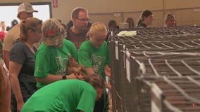 4-H at the Minnesota State Fair