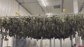 MN cannabis businesses have licenses, but no product