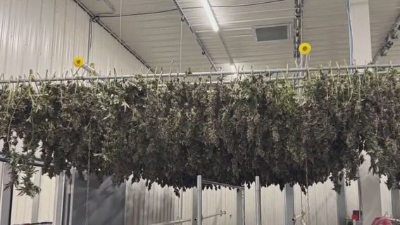 MN cannabis businesses have licenses, but no product