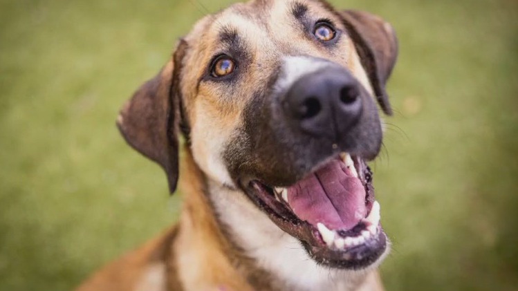 Pet of the Week: Clover from Austin Animal Center