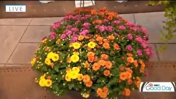 How to make an Autumn container garden