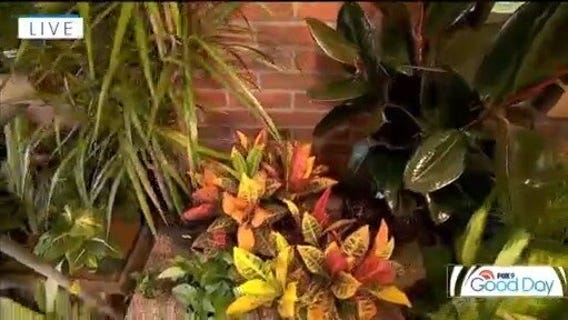 FOX 9 Good Day: Aug. 29, 2025