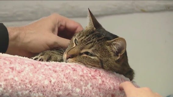 Cat of the Weekend: Meet Zeke at Texas Humane Heroes!