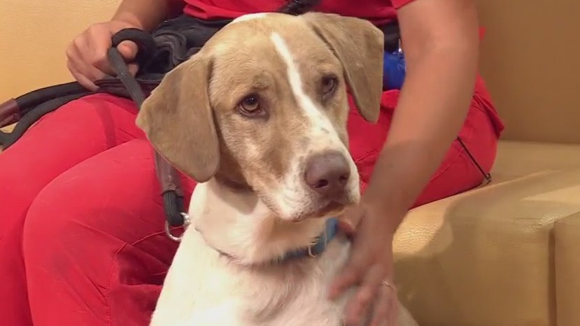 Pflugerville Animal Welfare Services introduces 'Pet of the Week' Slim