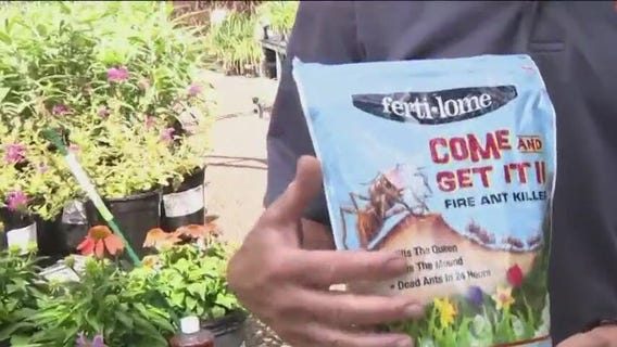 How to get rid of ants in flower beds