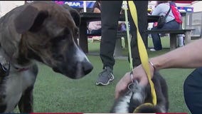 Twins Tuesday: Bark in the Park night at Target Field