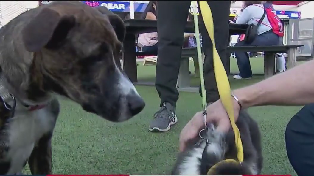 Twins Tuesday: Bark in the Park night at Target Field